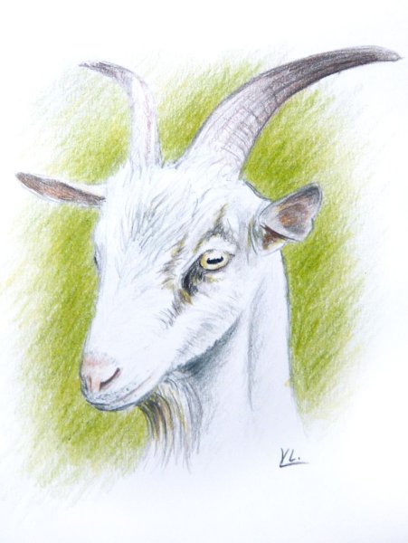 Козлёнок для срисовки
