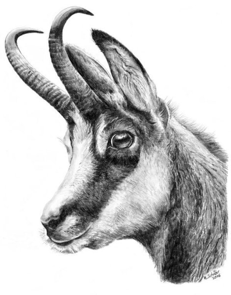 Коза рисунок для детей карандашом