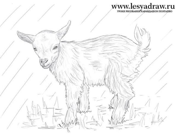 Коза для рисования детям