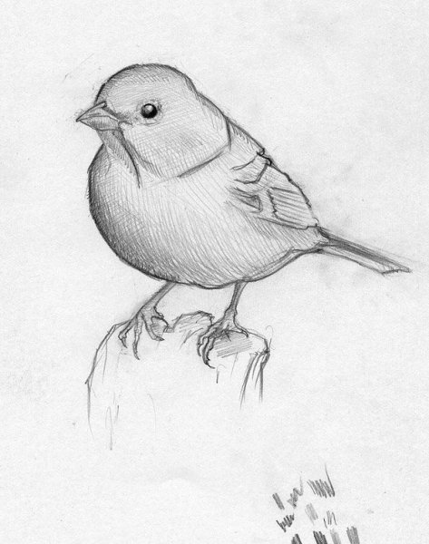 Зарисовки птиц