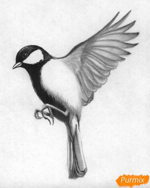 Нарисовать птицу карандашом