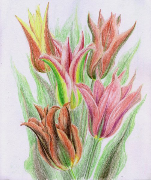 Тюльпан Грейга рисунок