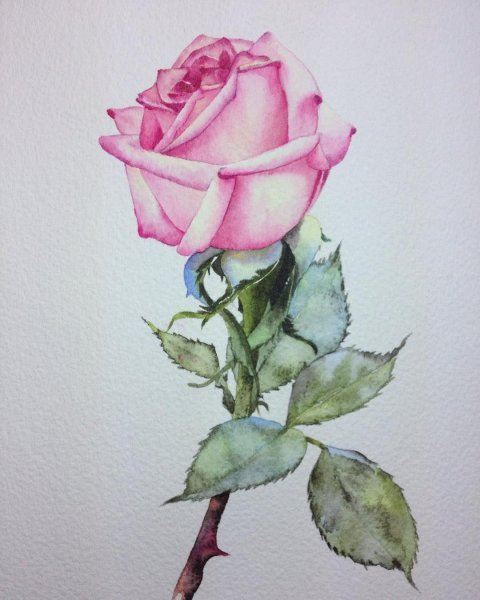 Рисуем розы