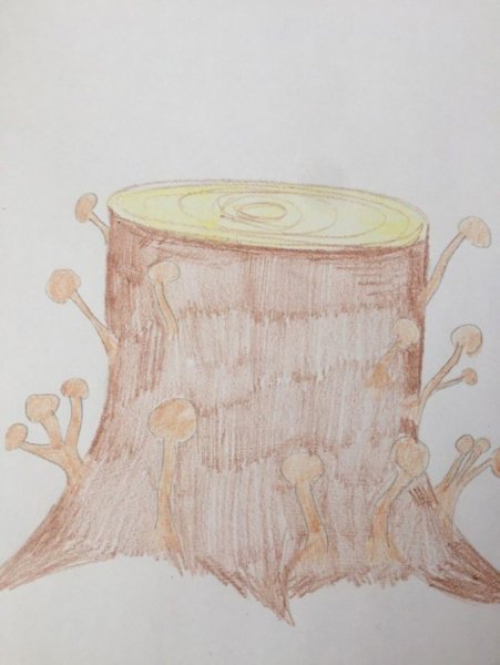 Пенек раскраска для малышей