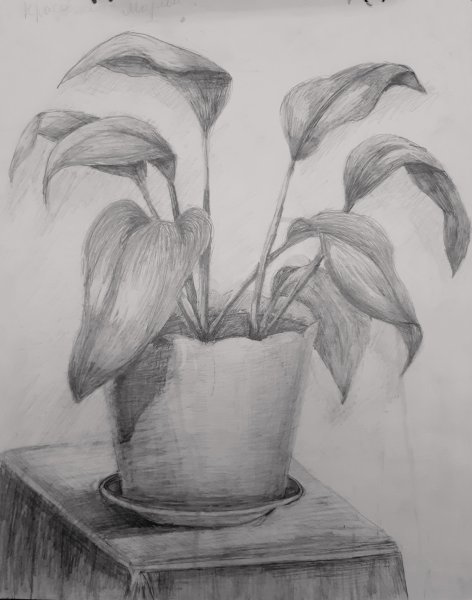 Комнатные цветы карандашом