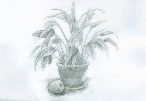 Наброски растений в горшке