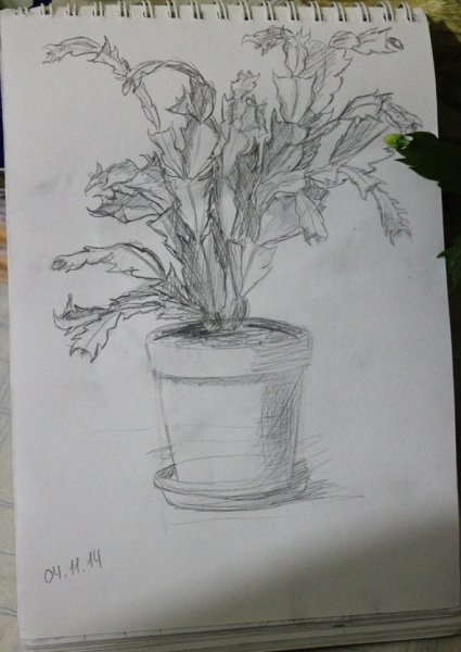 Цветы натура