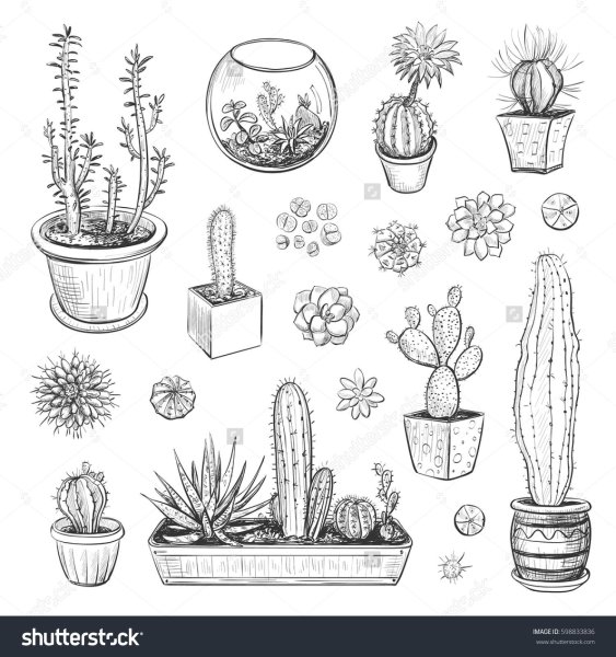 Кактус в графике