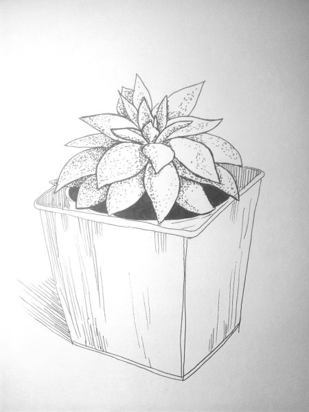 Раскраска Кактус в горшке
