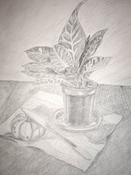 Кактус рисунок для срисовки