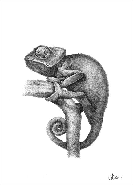 Хамелеоны. Раскраска