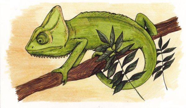 Хамелеон для срисовки