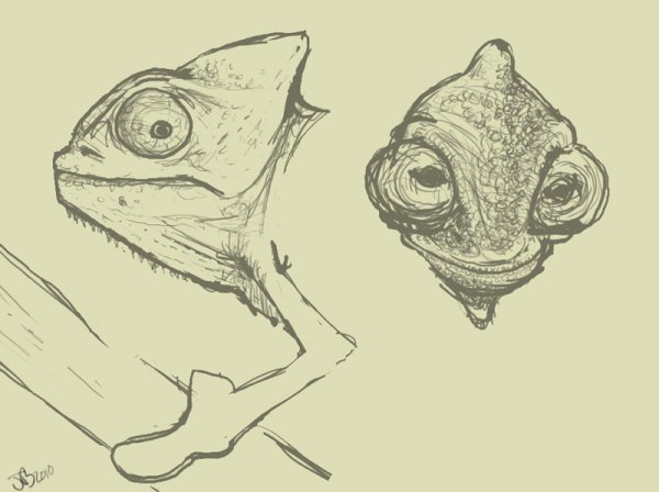 Рисунки для срисовки хамелеон