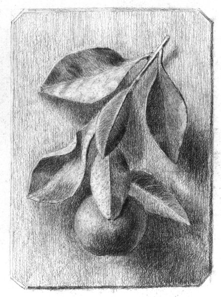 Цветы штриховка карандашом