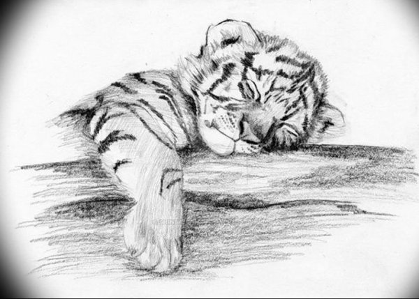 Рисунок тигра карандашом