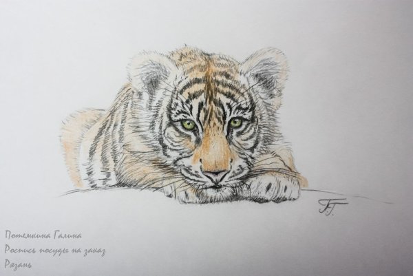 Тигренок в профиль рисунок