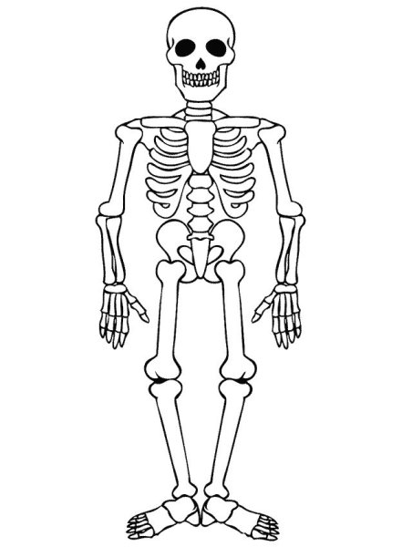 Рисунки для срисовки скелет