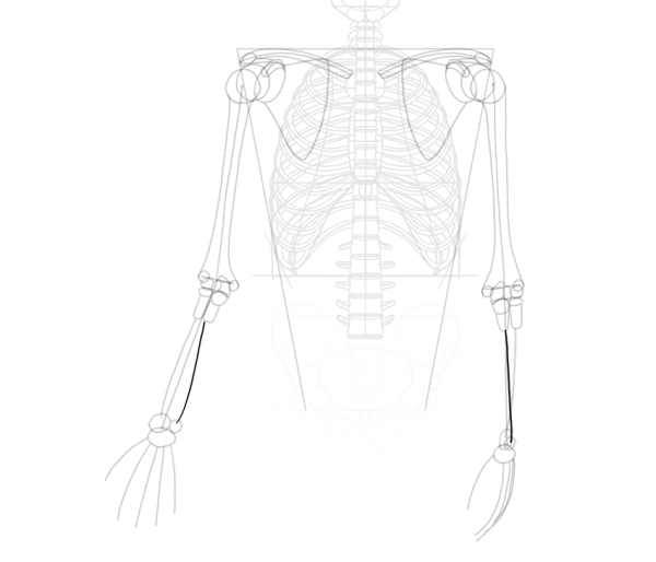 Скелет для рисования аниме