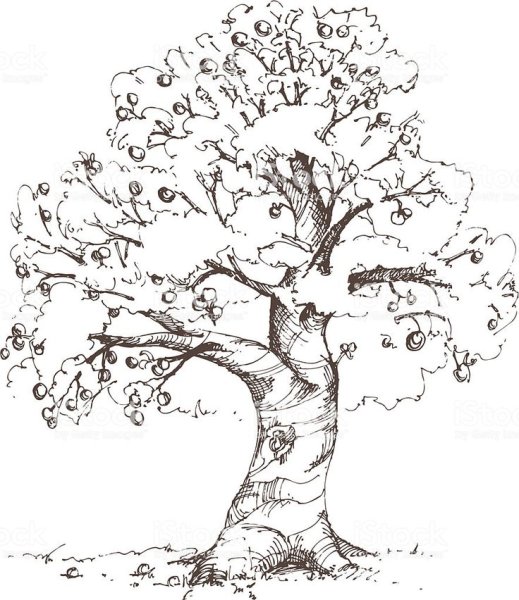 Дерево яблоня набросок