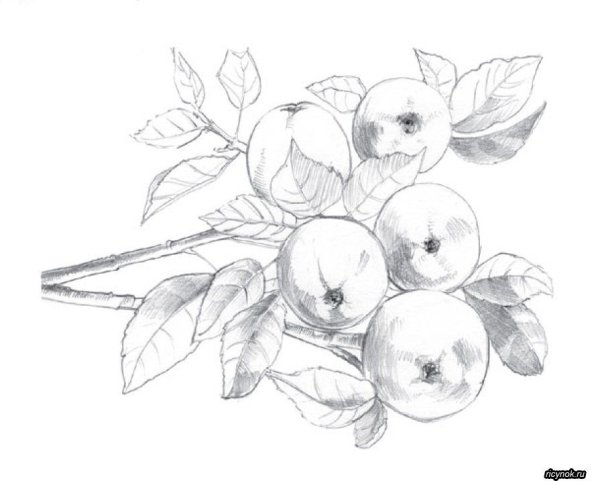 Ветка карандашом