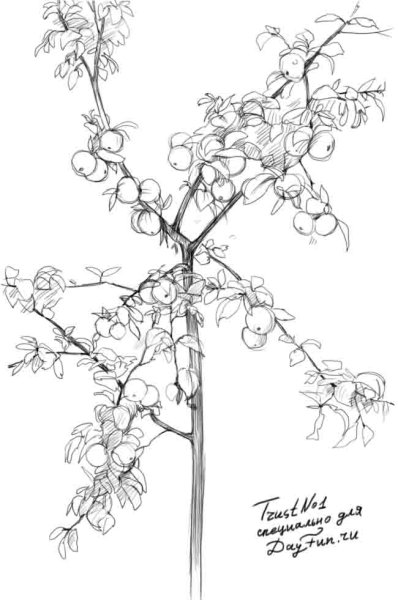 Ветка яблони карандашом