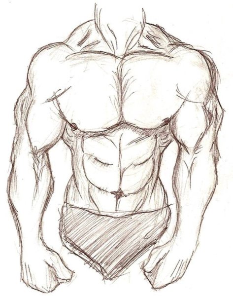 Мускулы для рисования