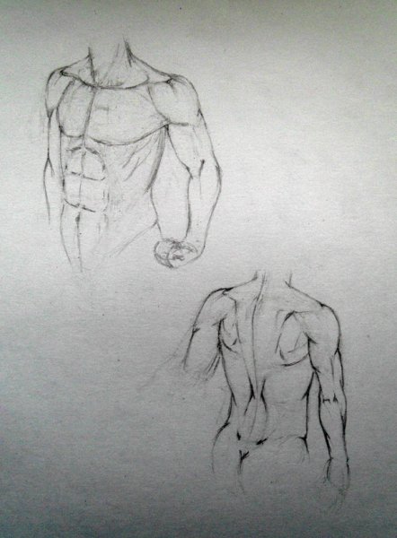 Мужской торс зарисовка