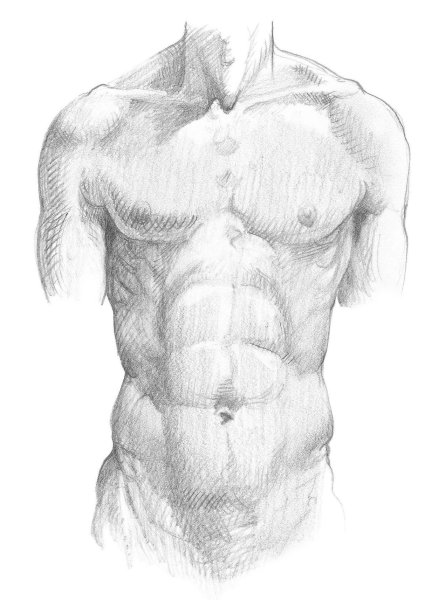 Торс человека для художников