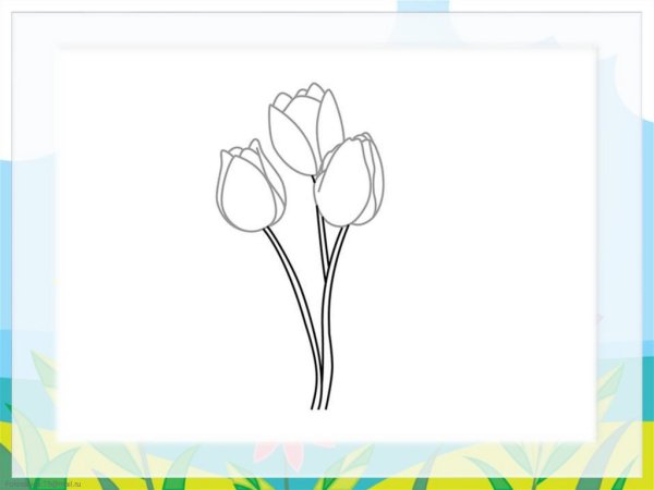 Тюльпан рисунок карандашом