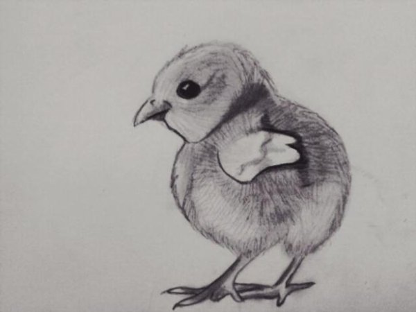 Птенец карандашом