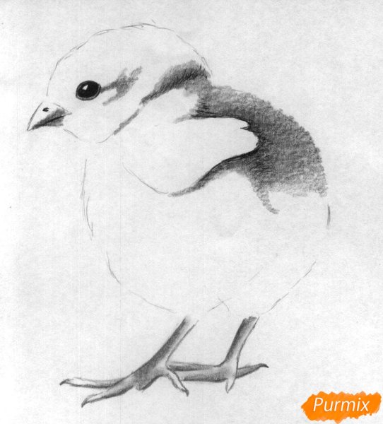 Цыплятки рисование карандашом