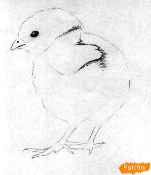 Цыпленок карандашом