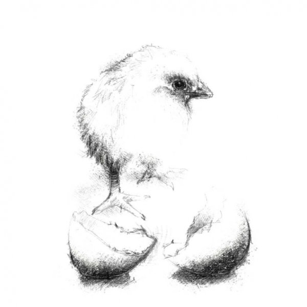 Цыпленок рисунок карандашом