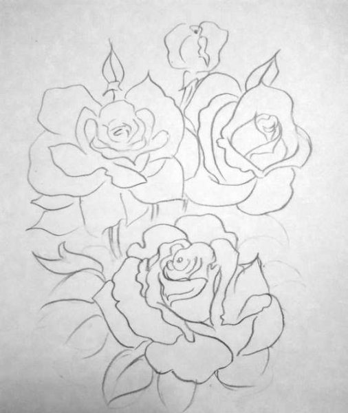 Красивые розы букет карандашом