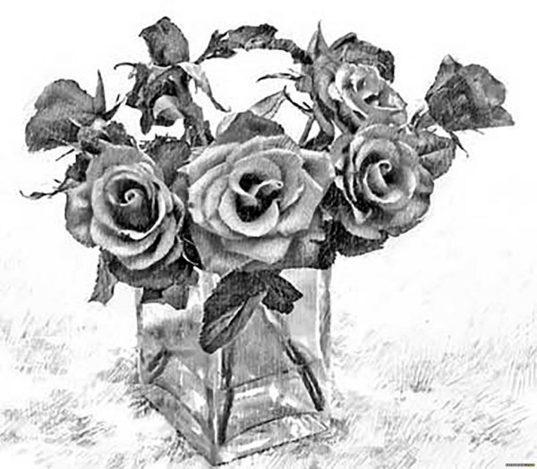 Букет роз карандашом