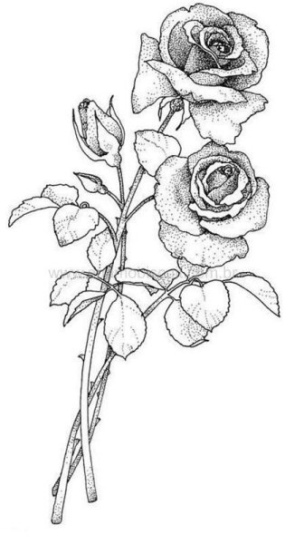 Цветы для срисовки розы