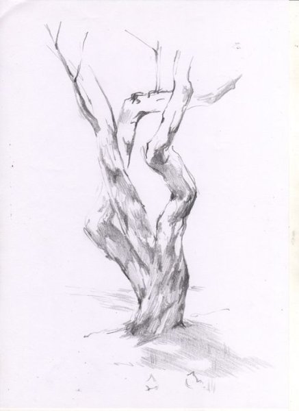 Зарисовка деревьев с натуры