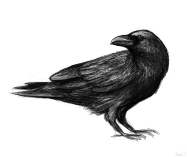 Ворон карандашом