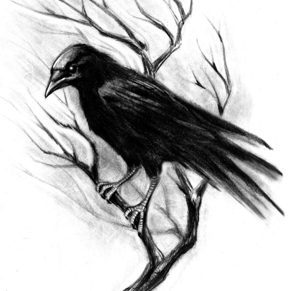 Ворон карандашом