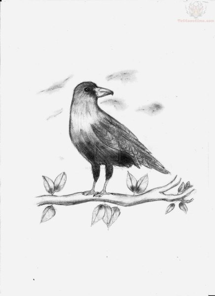 Наброски и зарисовки птиц