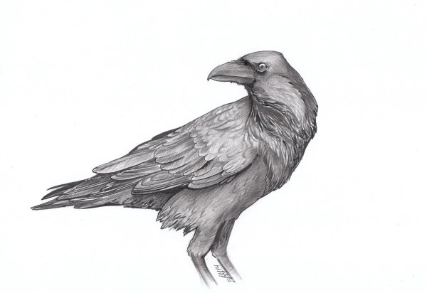 Наброски вороны