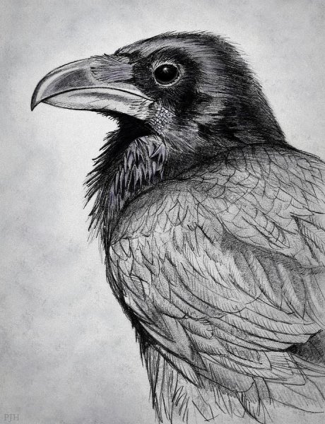 Ворон рисунок карандашом