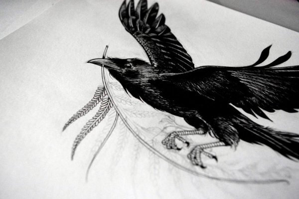 Ворона карандашом для срисовки