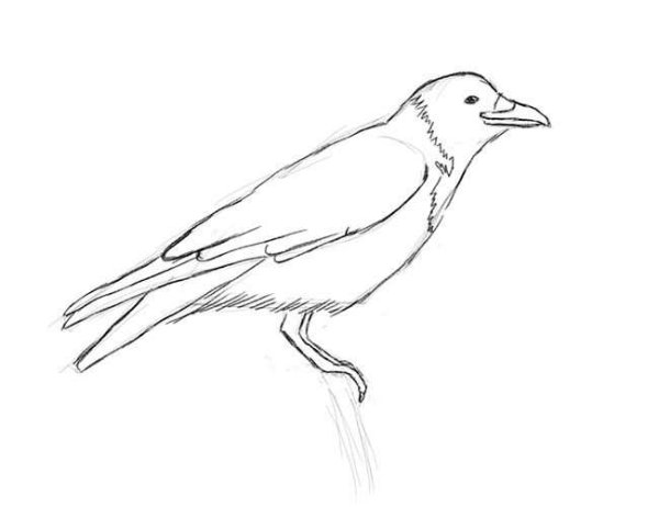 Ворона карандашом для детей