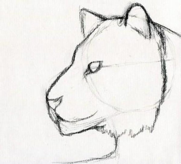 Тигр карандашом легко для начинающих