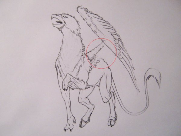 Как нарисовать гиппогрифа из Гарри Поттера