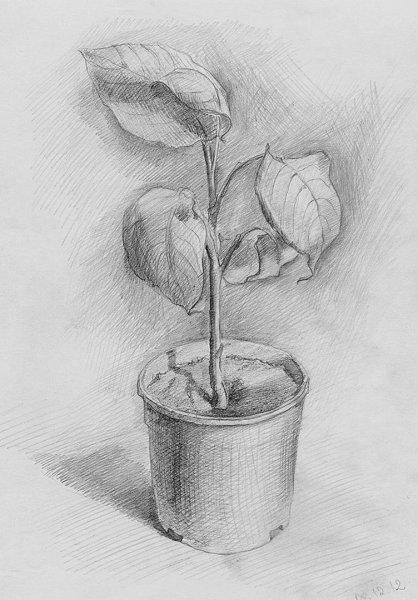 Тематический натюрморт в графике карандаш