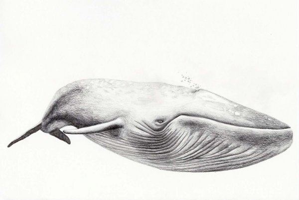 Синий кит карандашом