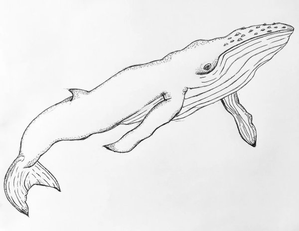 Кит карандашом