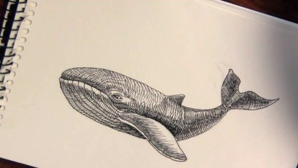 Кит рисунок